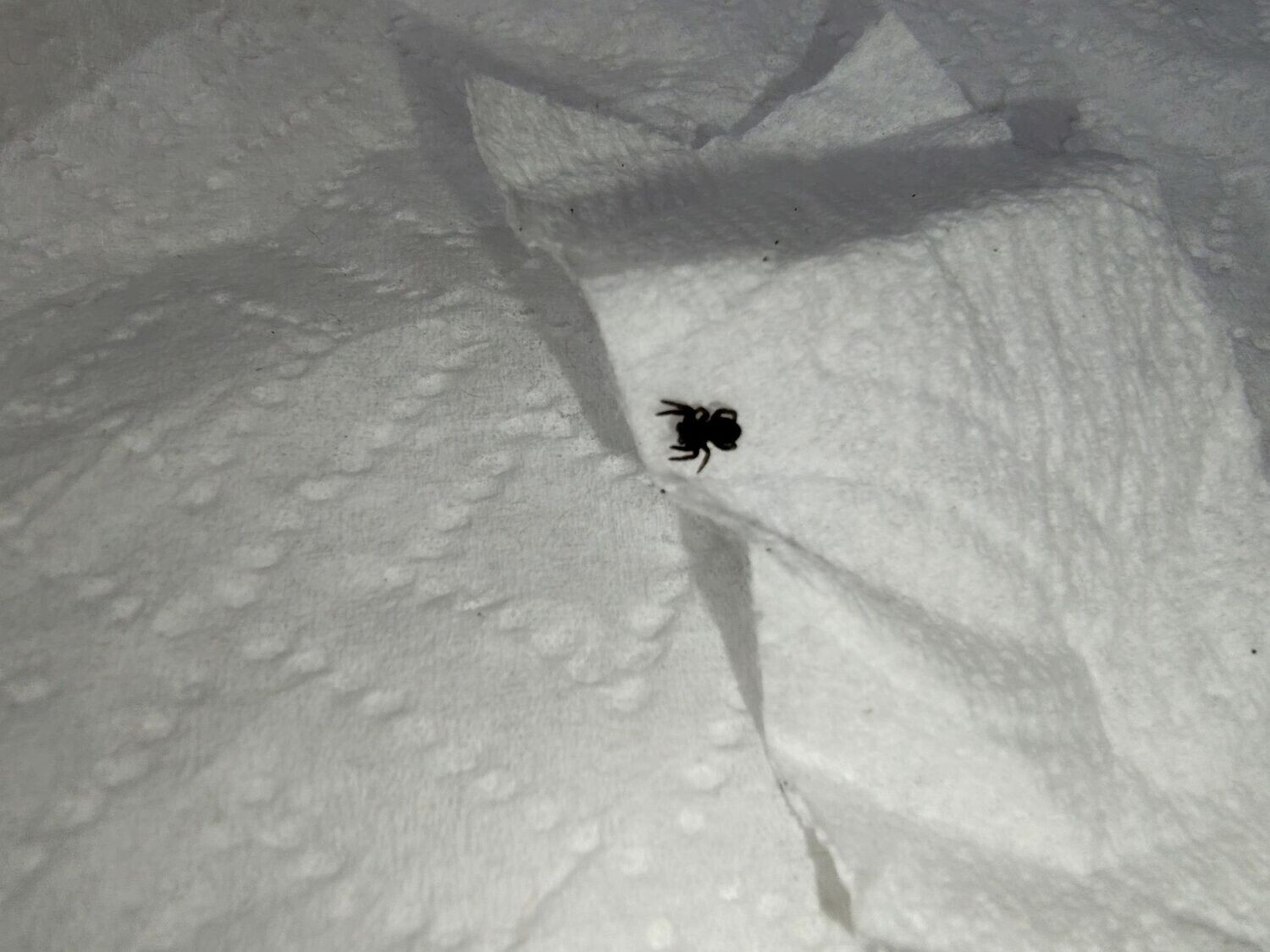 Eresus sp "balcanicus" 1/8" Orange faced ladybird/velvet spider