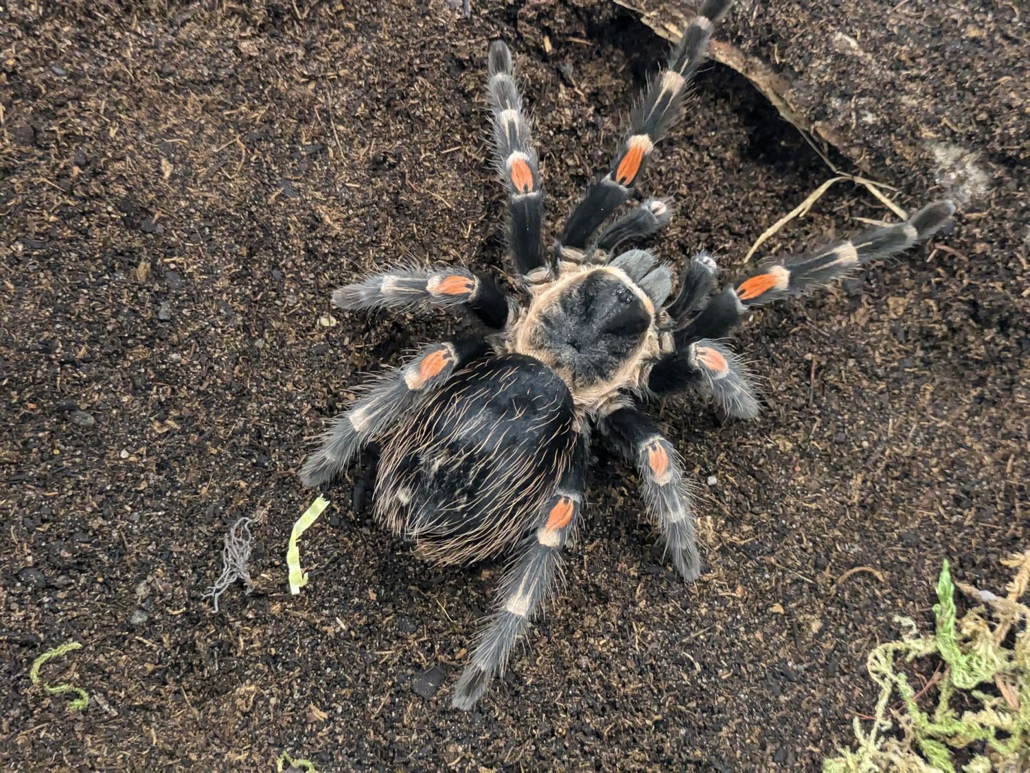 Brachypelma auratum 3/4" Mexican flame knee