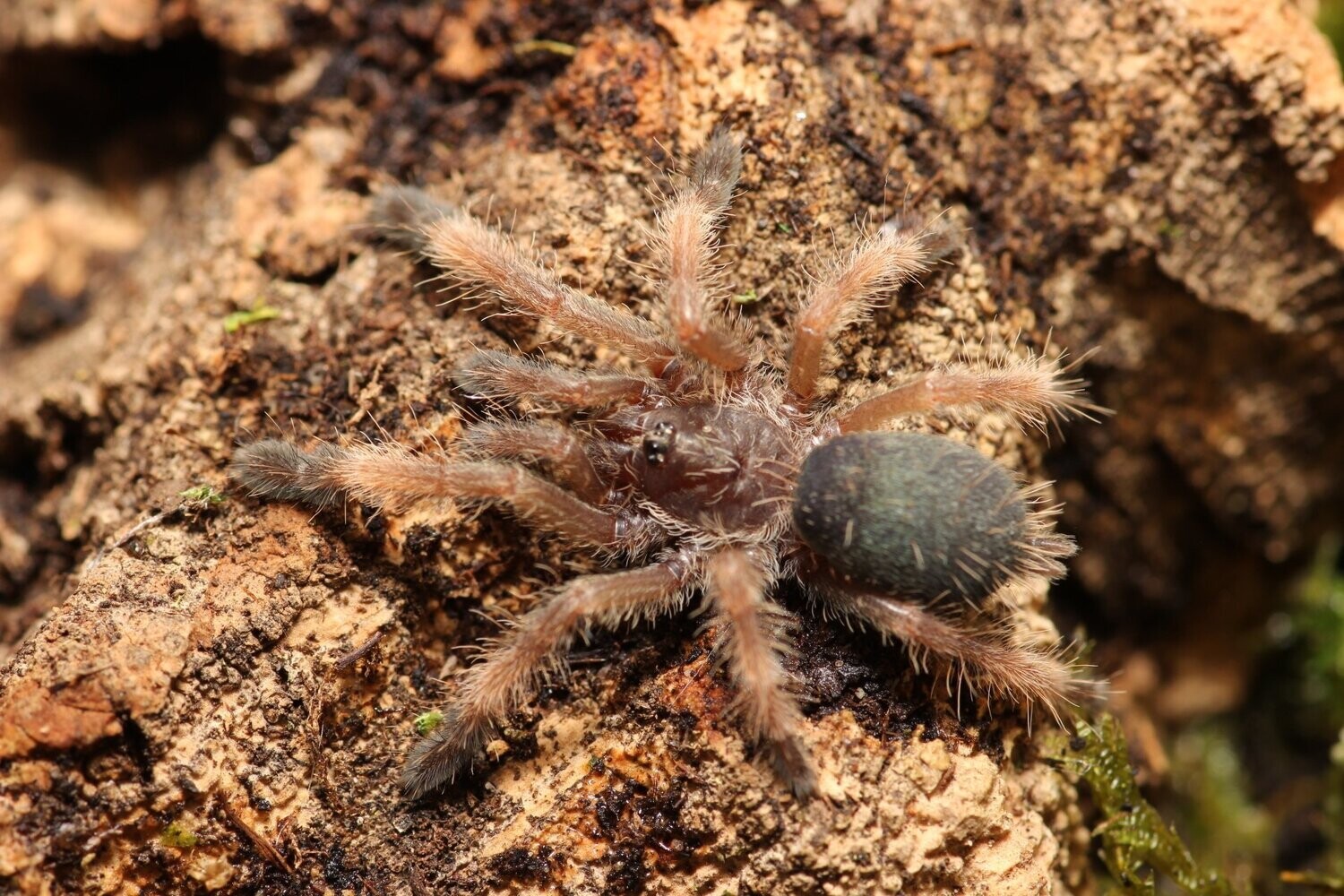 Psalmopoeus reduncus 1/2" Costa Rican orange mouth