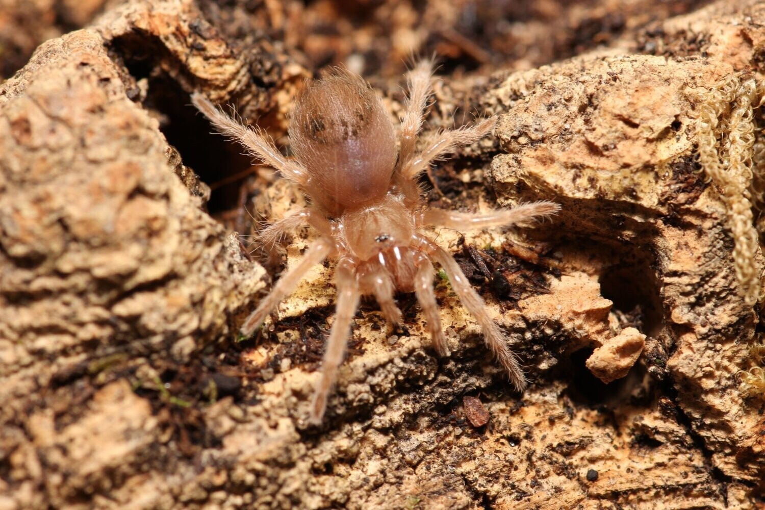Brachypelma boehmei 1/4" Mexican fire leg