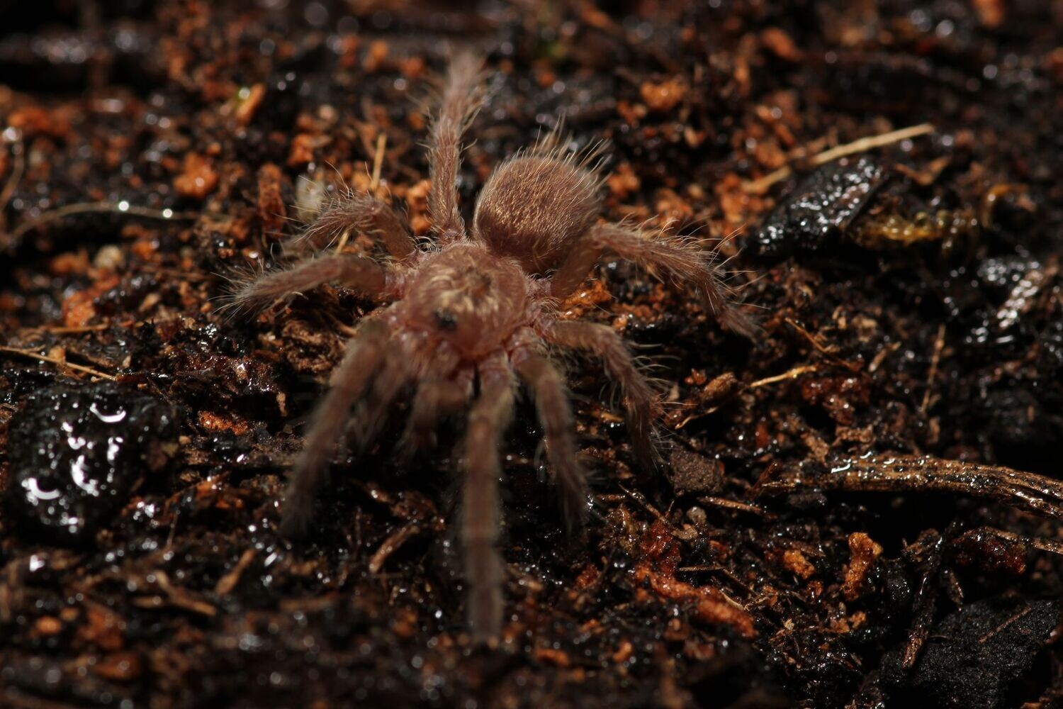 Ceratogyrus brachycephalus 'Wild form' 1/2" Greater horned baboon