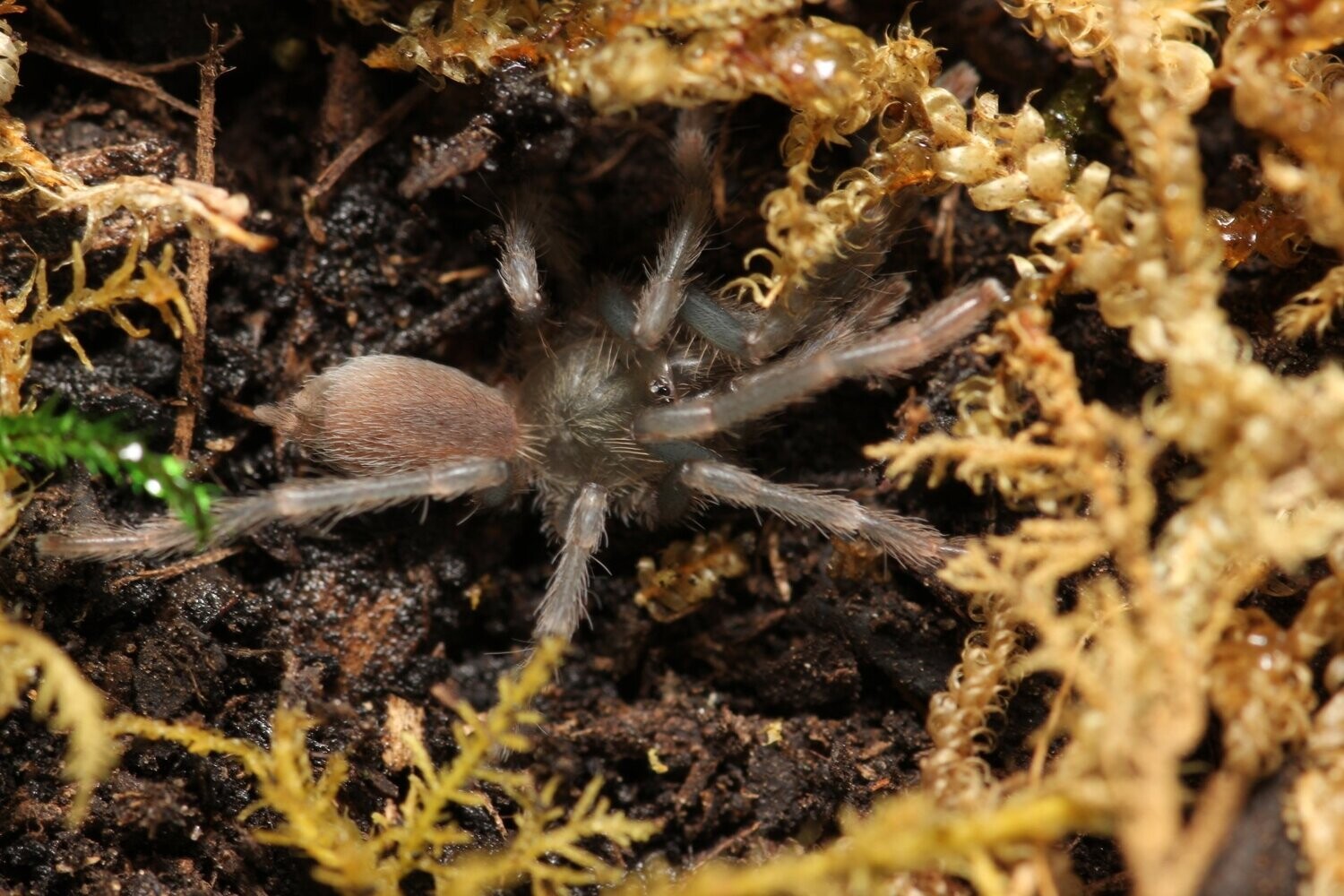 Birupes simoroxigorum 1/2" Borean neon blue leg