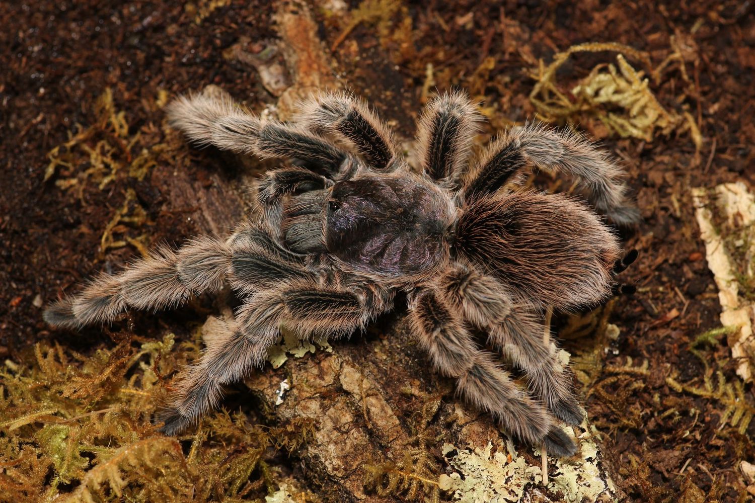 Grammostola rosea 1/2" Chilean rose hair