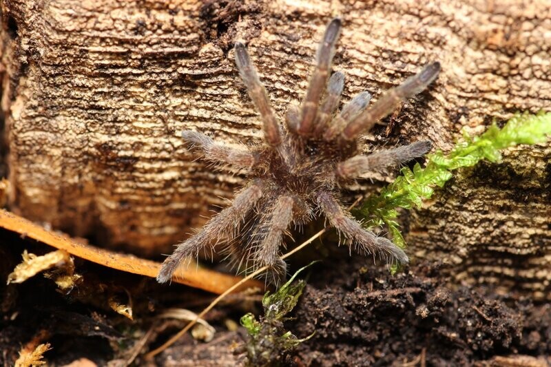 Ideothele mira 3/4" Blue foot baboon