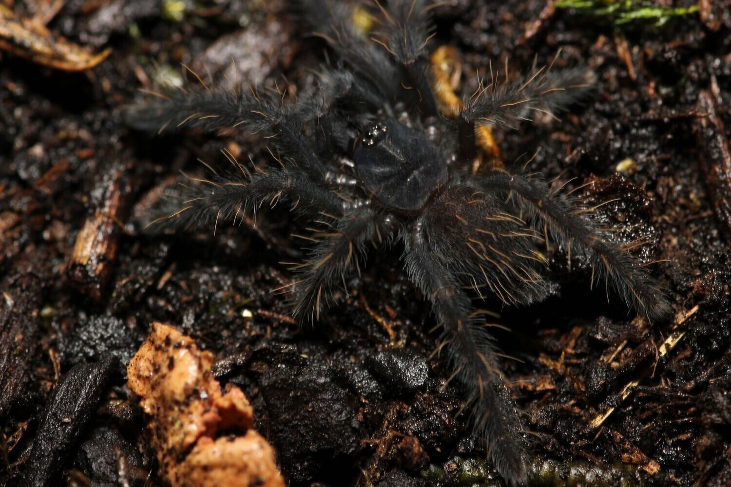 Phormigochilus arboricola 1/2" Borneo Black