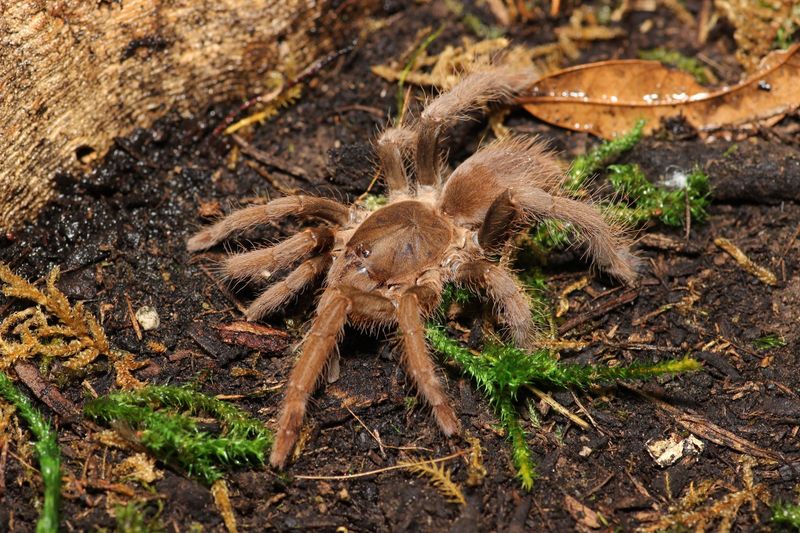 Hysterocrates gigas 1.5" Cameroon red baboon