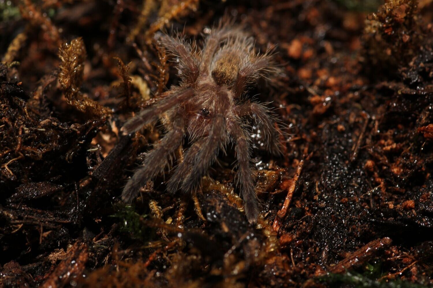 Pterinochilus murinus 'Kigoma' 1"