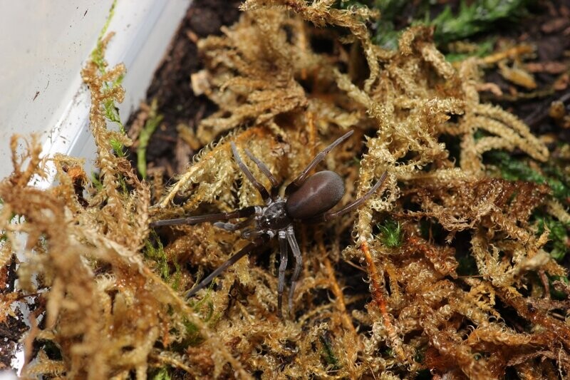 Kukulcania arizonica 1/4-1/2" Arizona black hole spider
