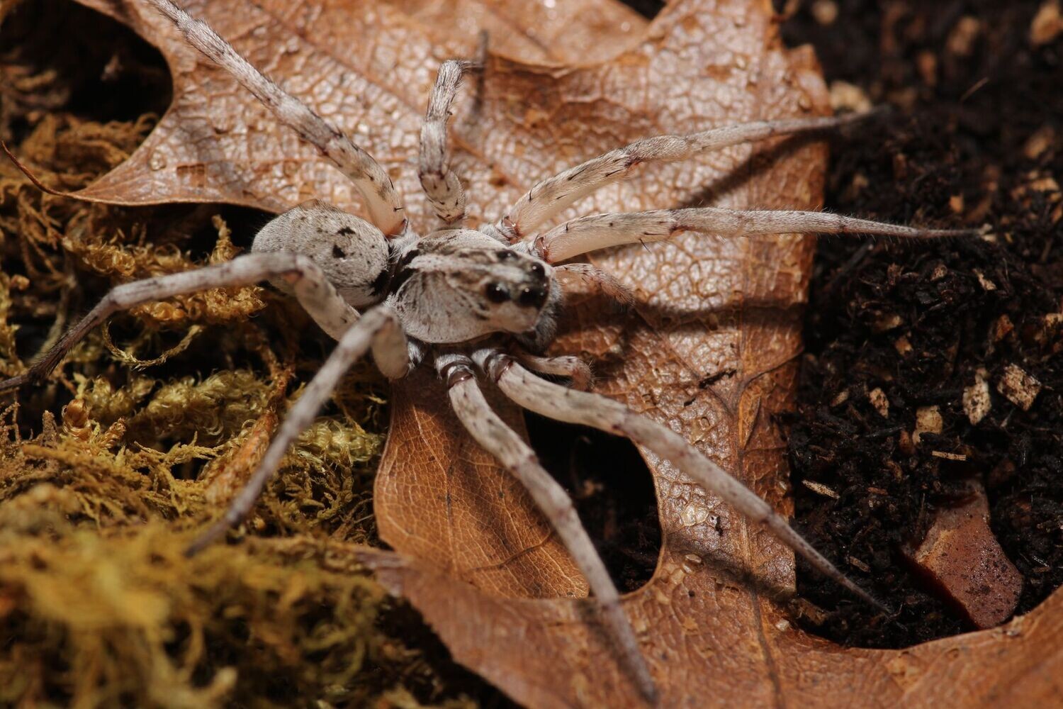 Hogna lenta 'white' 3/4" White wolf spider