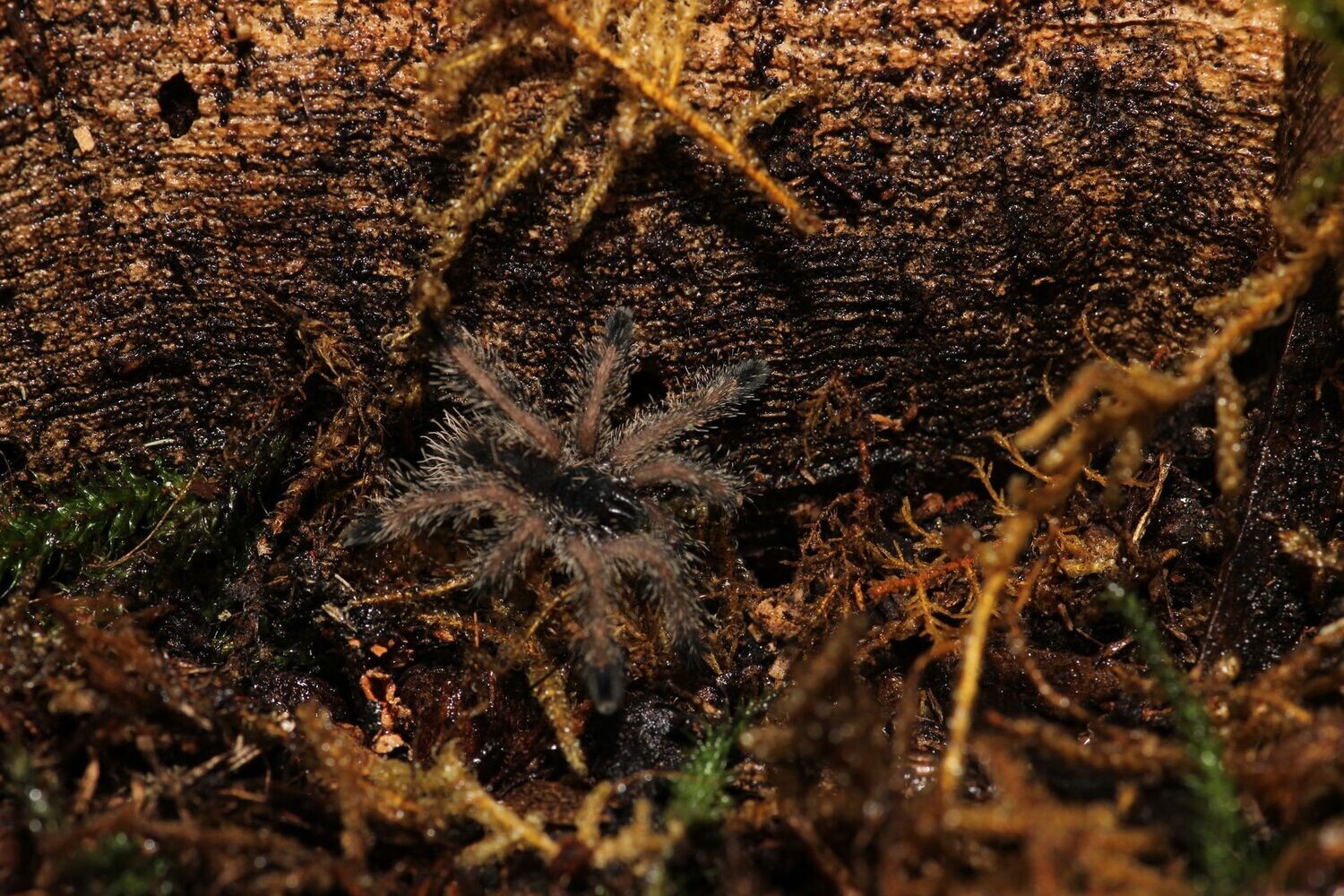 Avicularia bicegoi 3/4" Brazilian wooly pink toe