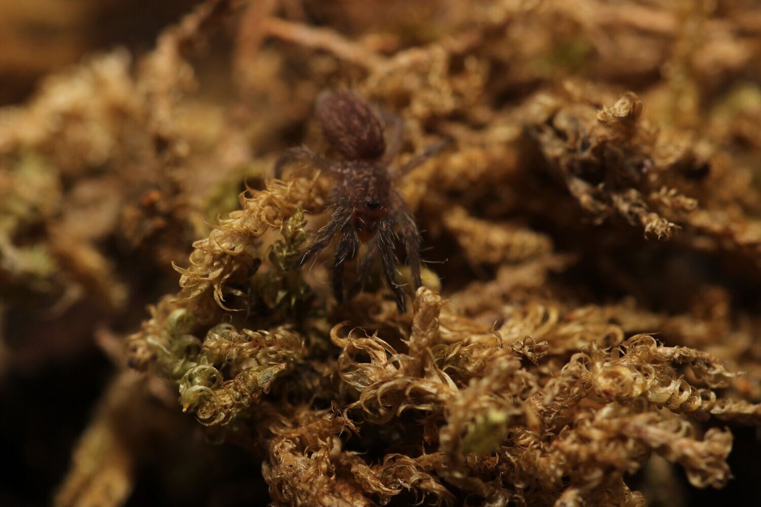Dolichothele exilis 1"+ Exilis bronze