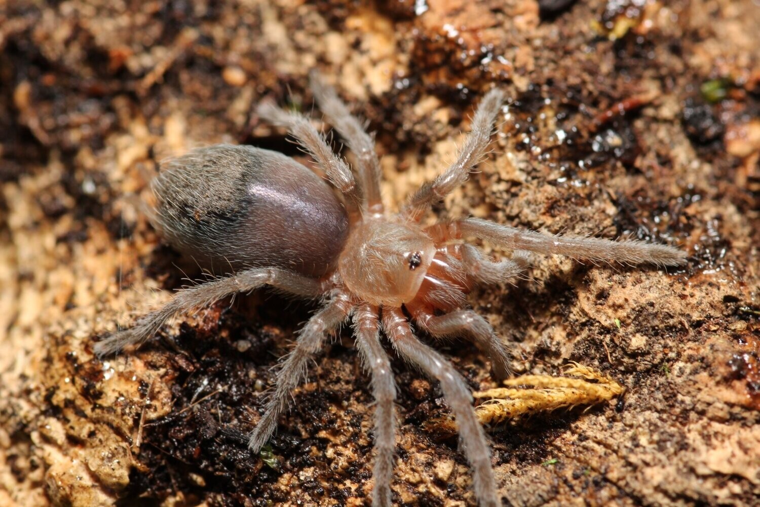 Aphonopelma seemani 1/2" Zebra stripe knee