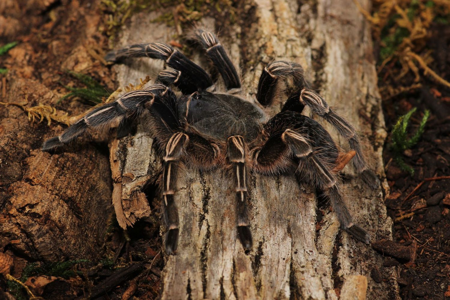 Aphonopelma seemani 1/2" Zebra stripe knee