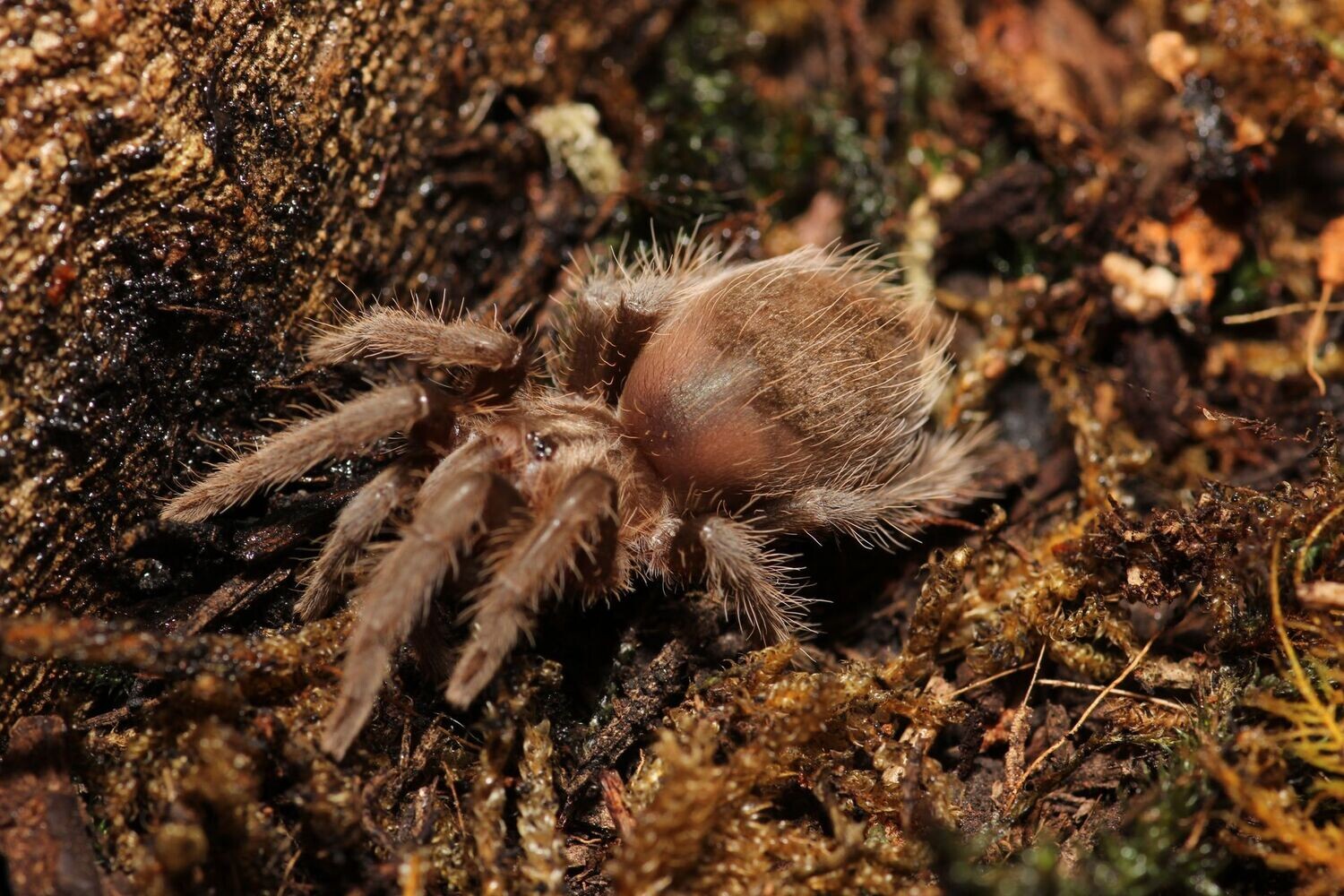 Tliltocatl albopilosus 1.5" Curly hair