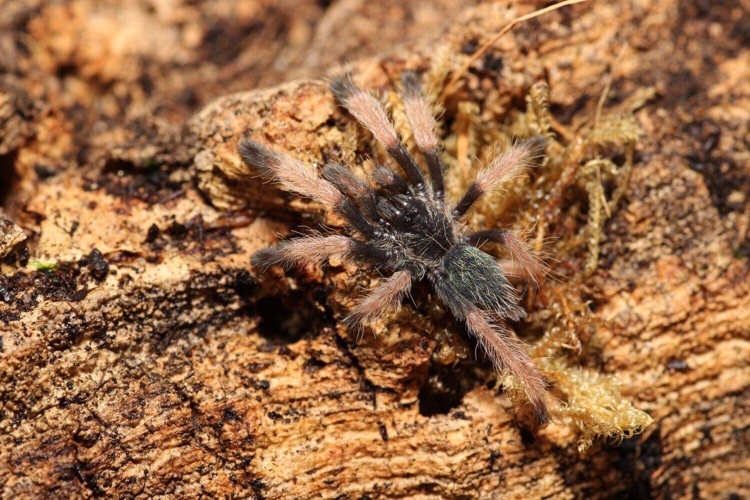 Psalmopoeus pulcher 1/2" Panama blonde