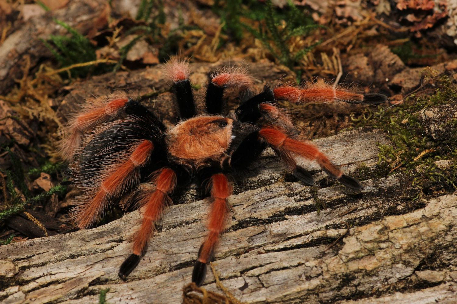 Brachypelma boehmei 1.5" Mexican fire leg