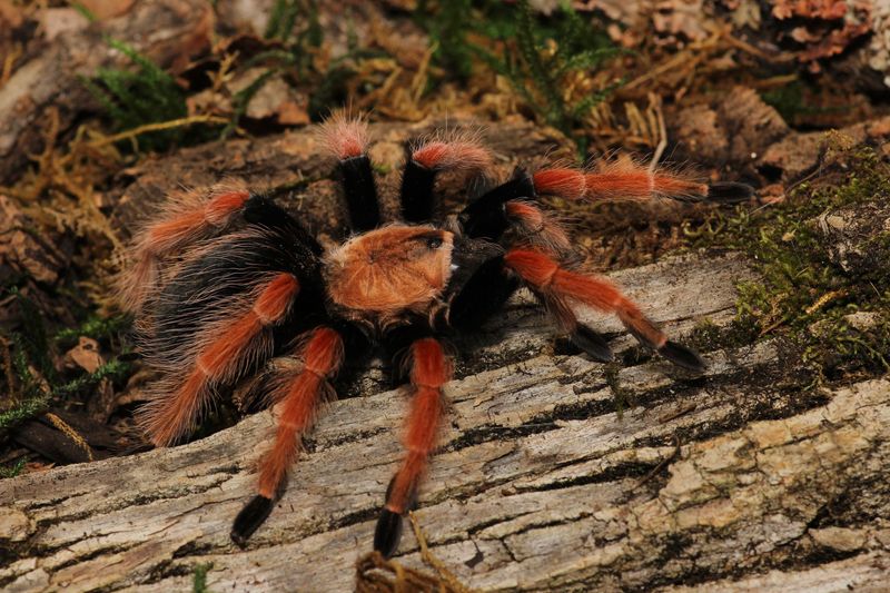 Brachypelma boehmei 1.5" Mexican fire leg
