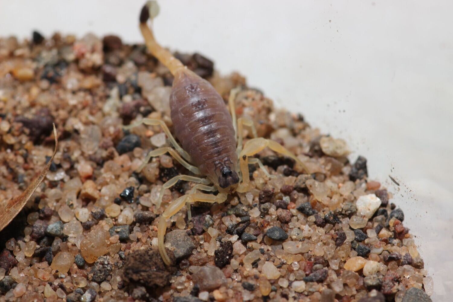 Leiurus quinquestriatus 2-3i Yellow deathstalker