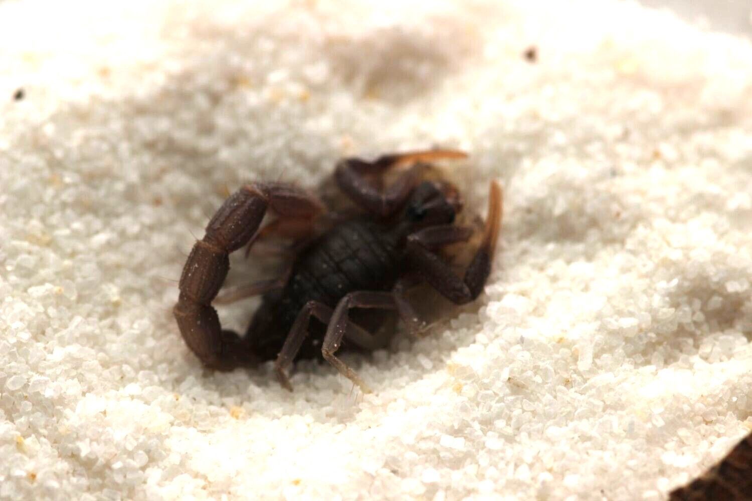 Parabuthus tranvaalicus 5-6i Transvaal thick tail
