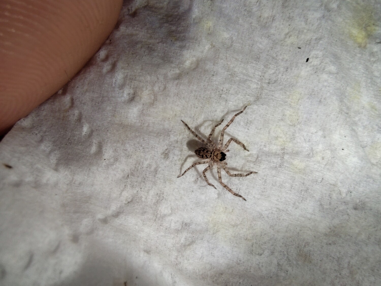 Heteropoda lunula 1/2 Purple huntsman