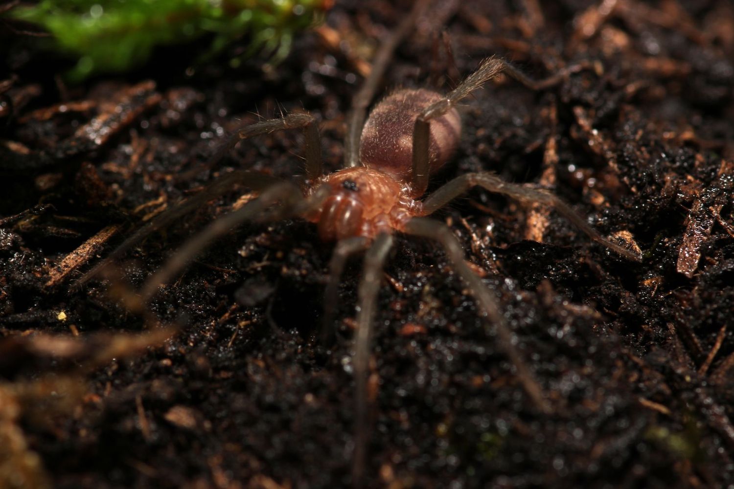 Linothele fallax 1/2" Tiger funnel web