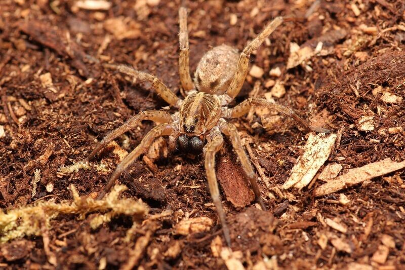 Hogna lenta 1"+ Field wolf spider