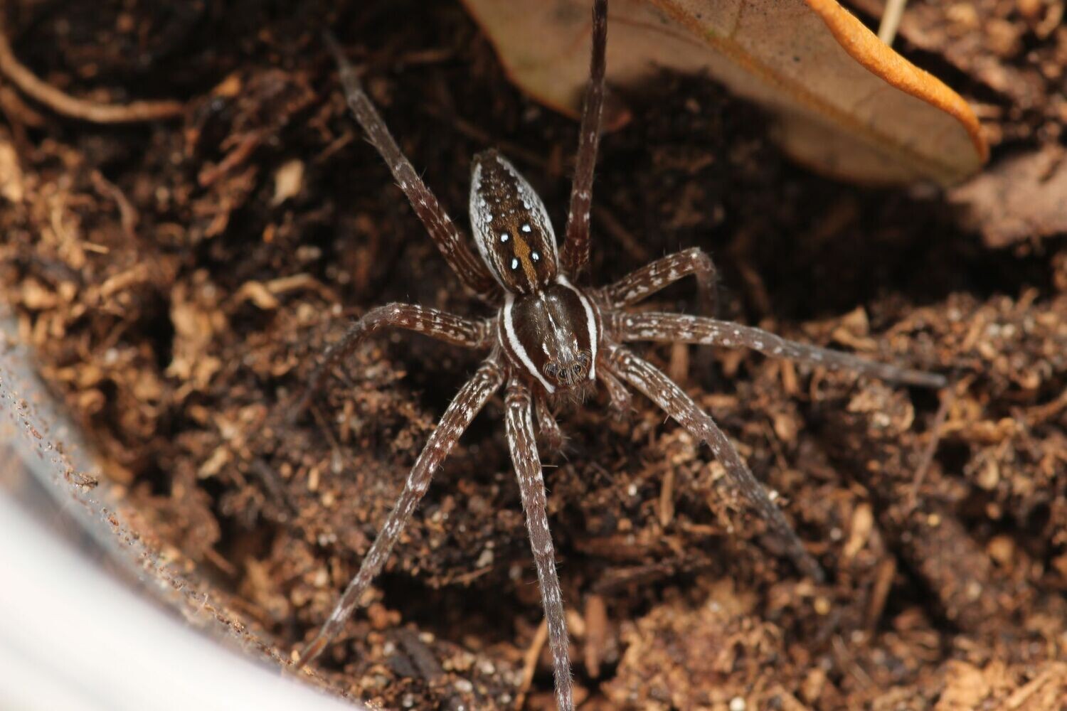 Dolomedes triton 1/2-1" Six spotted fishing spider