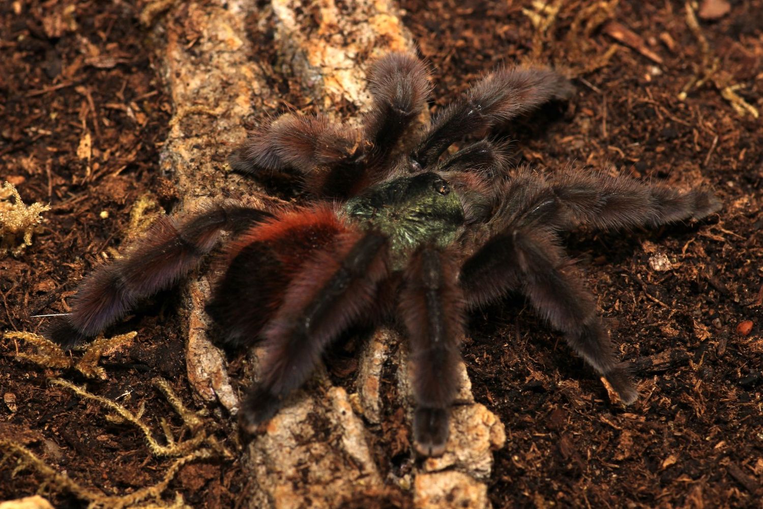 Caribena versicolor 1/2-3/4" Antilles pink toe
