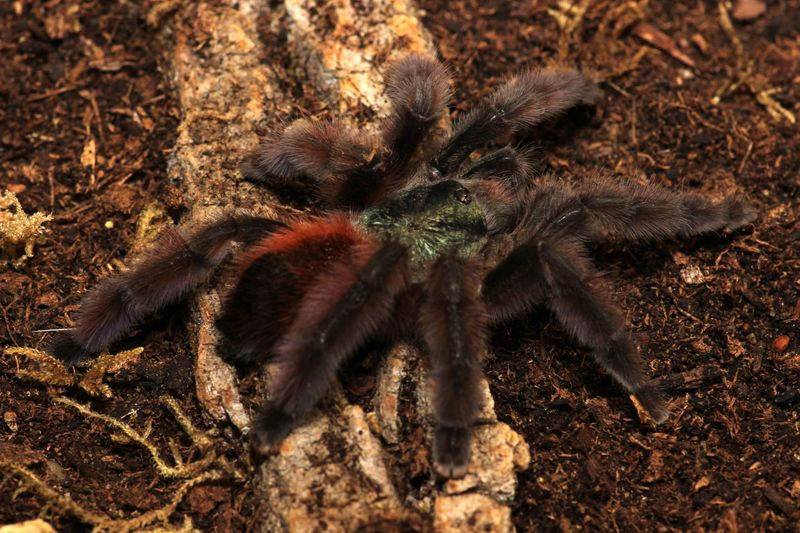 Caribena versicolor 1/2-3/4" Antilles pink toe