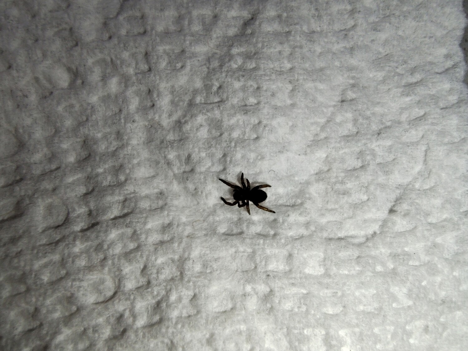 Eresus walckenaeri 1/8" Orange ring velvet spider