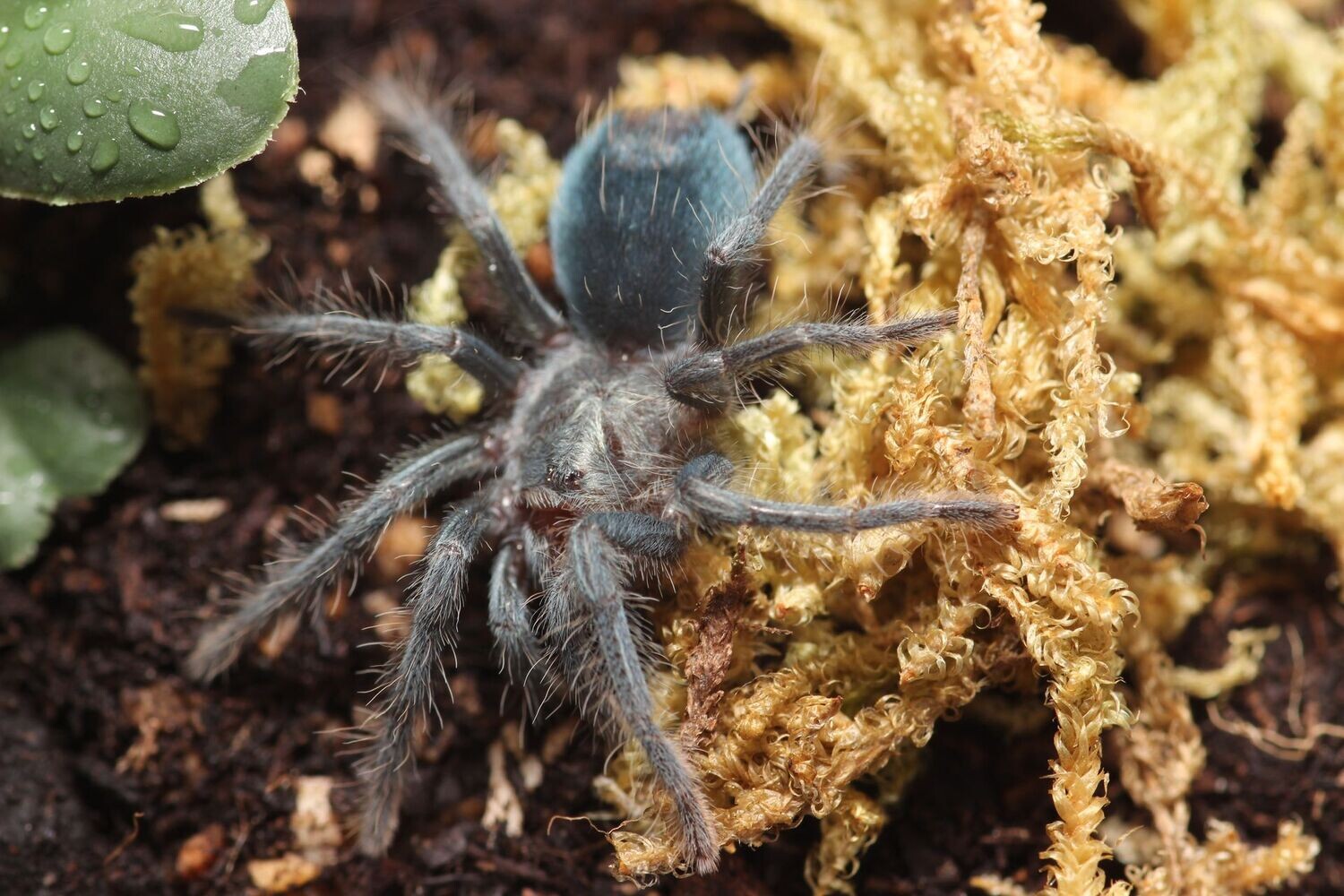 Phormictopus sp. Green gold carapace 3/4-1"