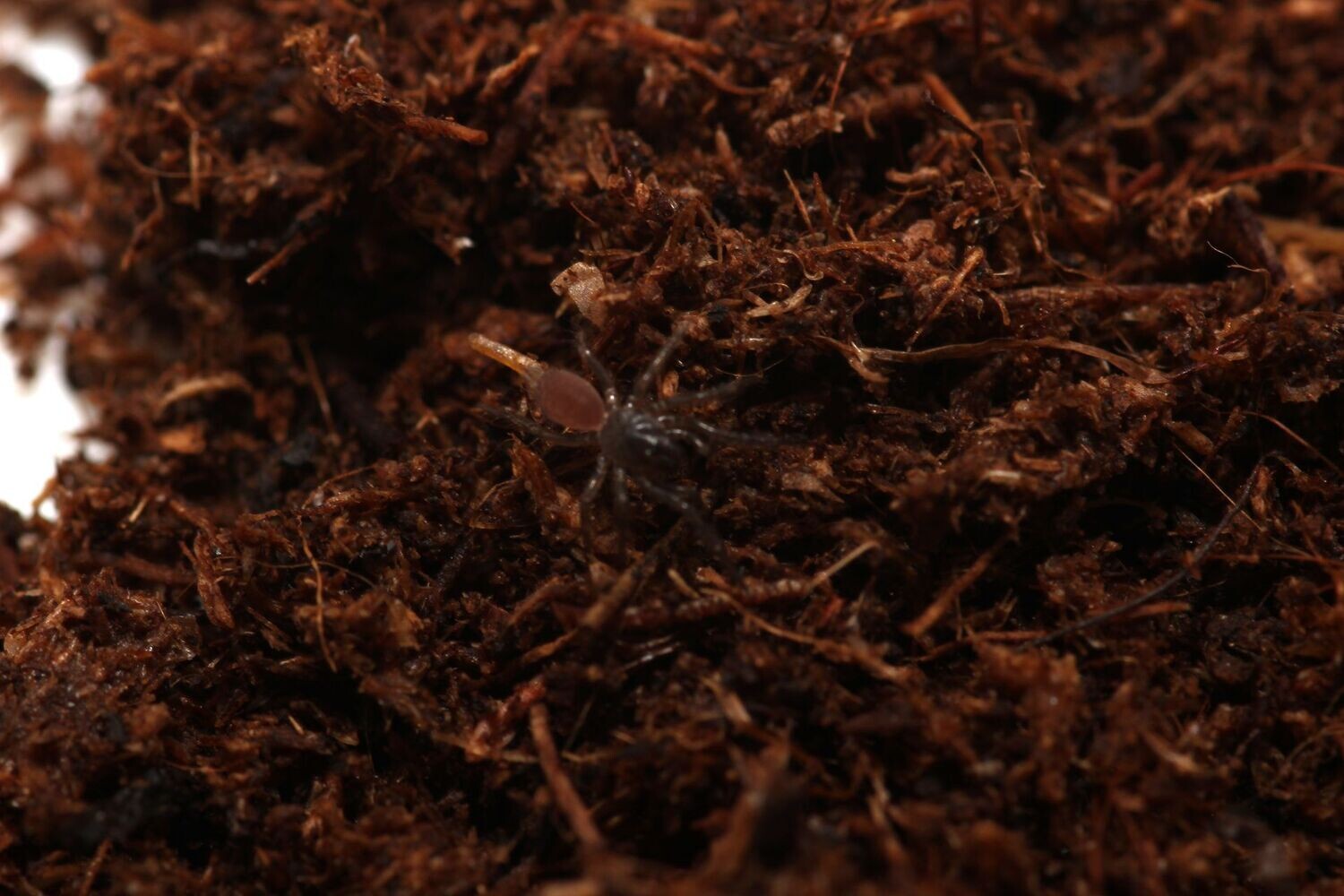 Fufius lanicius 1/4" Gold trap door spider