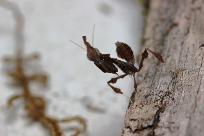 Phyllocrania paradoxa 2-4i Ghost mantis