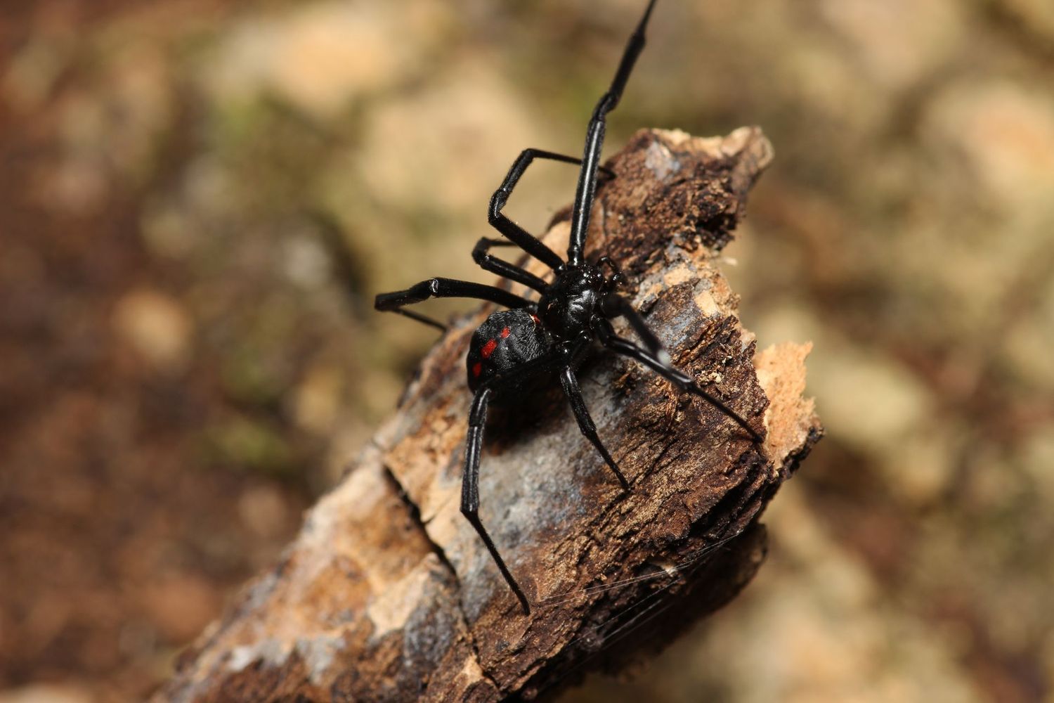 Latrodectus mactans 1/4"  Southern black widow