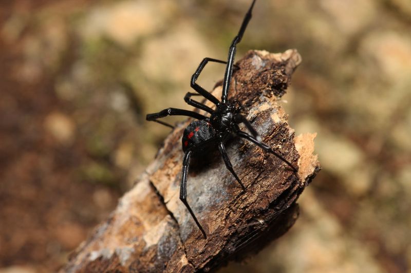 Latrodectus mactans 1/4"  Southern black widow