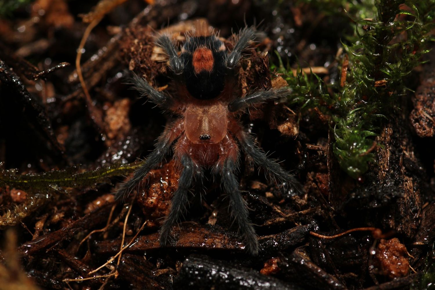 Cyriocosmus perezmilesi  1/8" Bolivian dwarf beauty