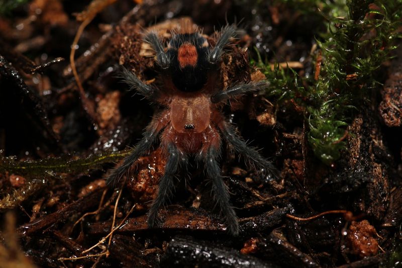 Cyriocosmus perezmilesi  1/8" Bolivian dwarf beauty
