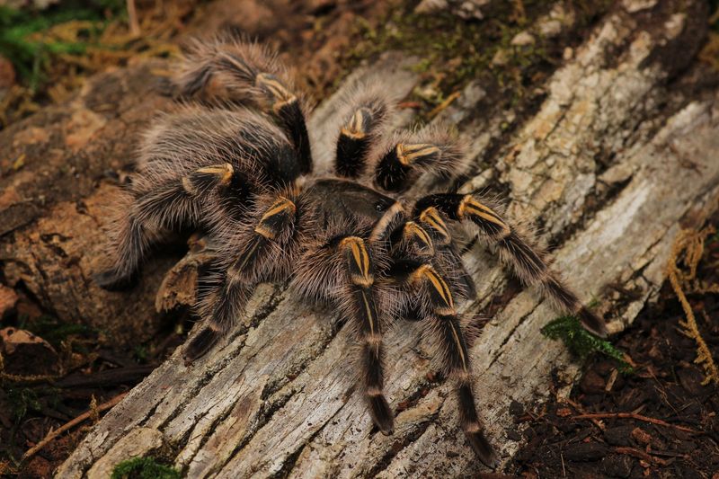 Grammostola pulchripes 3.5" / Chaco golden knee