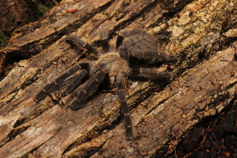Cyriopagopus sp. Hati Hati 1.5" Borneo purple earthtiger