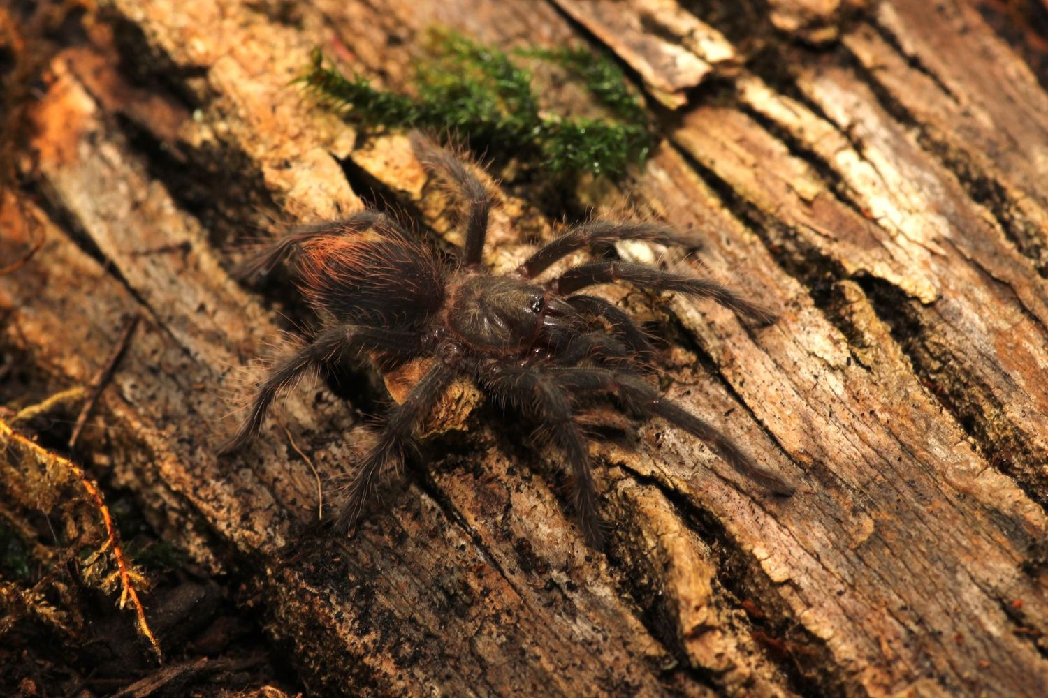 Phormictopus auratus 2" Cuban bronze