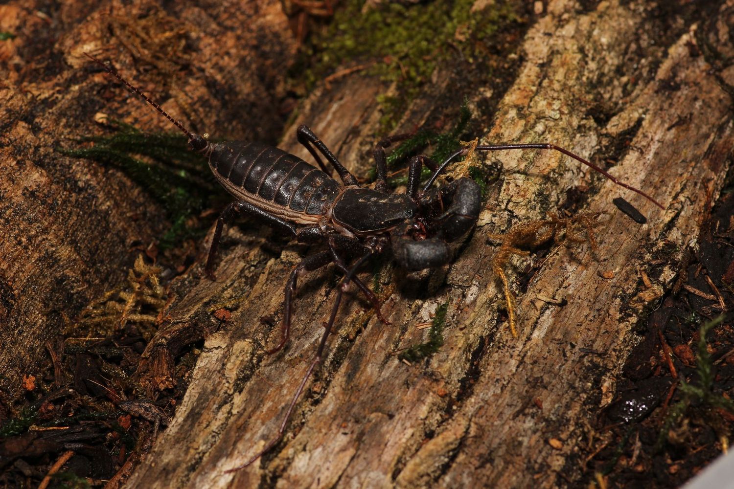 Mastigoproctus giganteus Sub/Adult / Giant vinegaroon