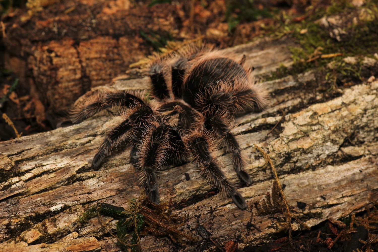 Tliltocatl albopilosus 4" Female / Curly hair