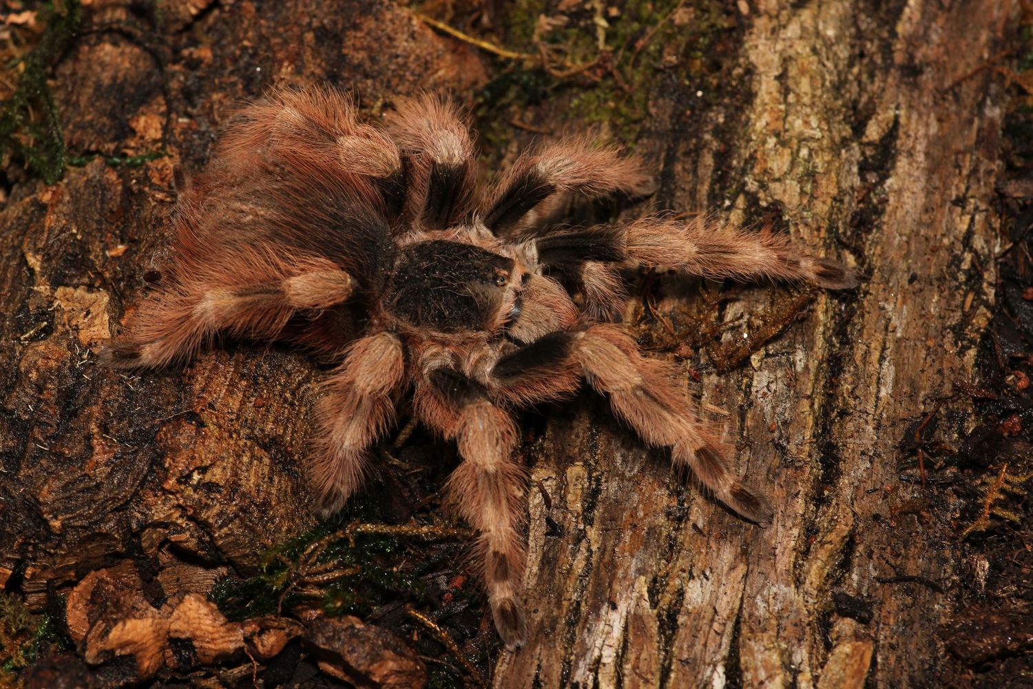 Nhandu coloratovillosus 1/4" Brazilian black and white