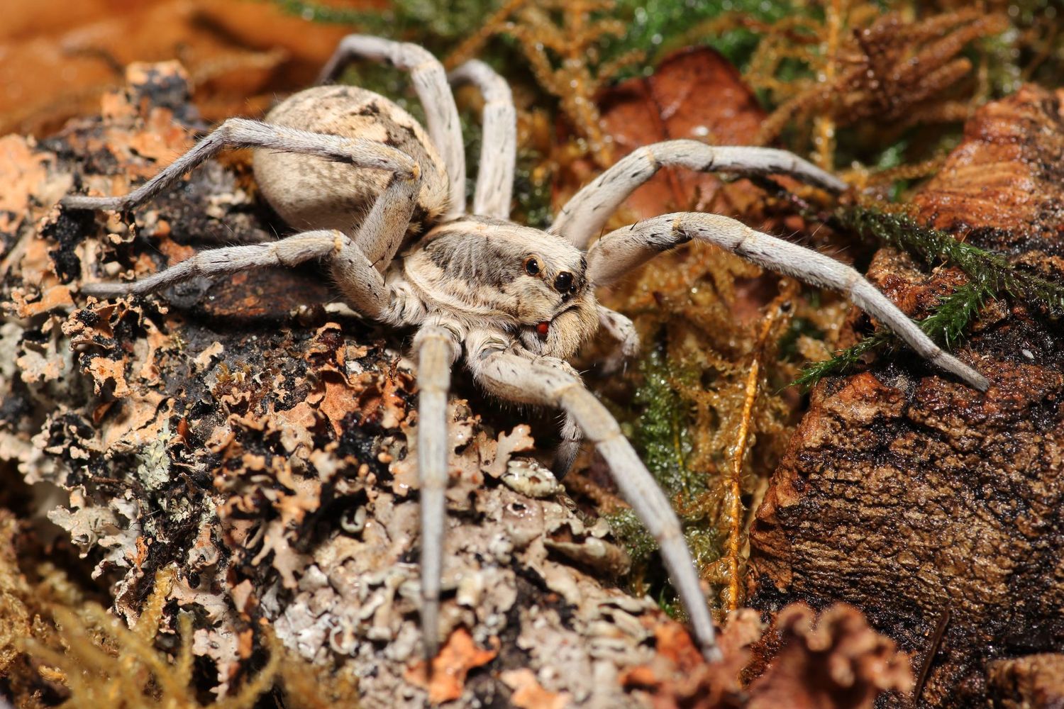 Hogna carolinensis Juvenile to Sub adults Unsexed / Carolina wolf spider