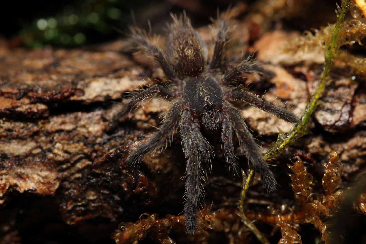 Pterinochilus chordatus 3/4" Kilimanjaro baboon