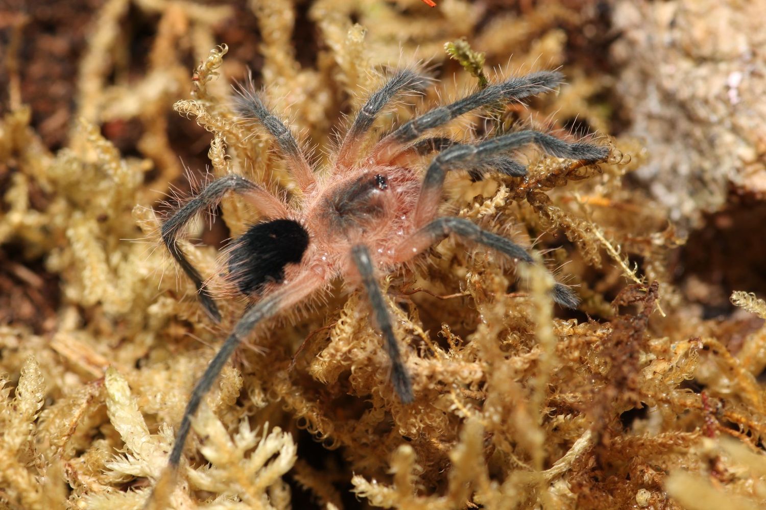 Pamphobeteus fortis 1.5 Colombian giant copperhead