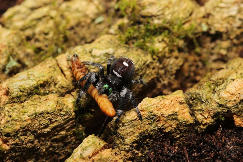 Phidippus regius 'Captive Bred' Juvenile to Sub Adult Male / Regal jumping spider