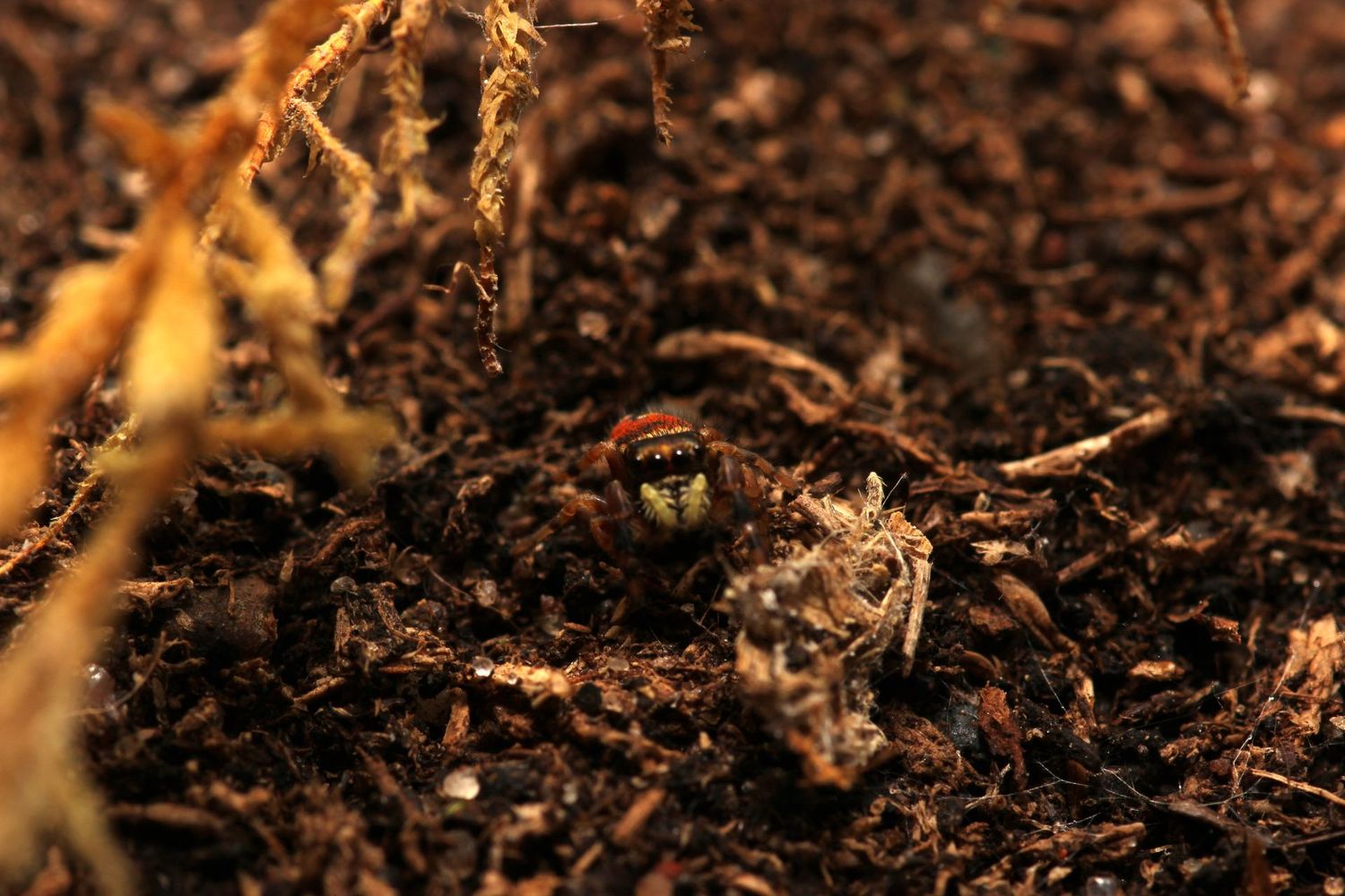 Phidippus apacheanus  5-6i Unsexed / Apache jumping spider