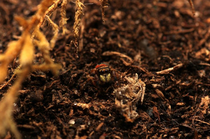 Phidippus apacheanus  5-6i Unsexed / Apache jumping spider