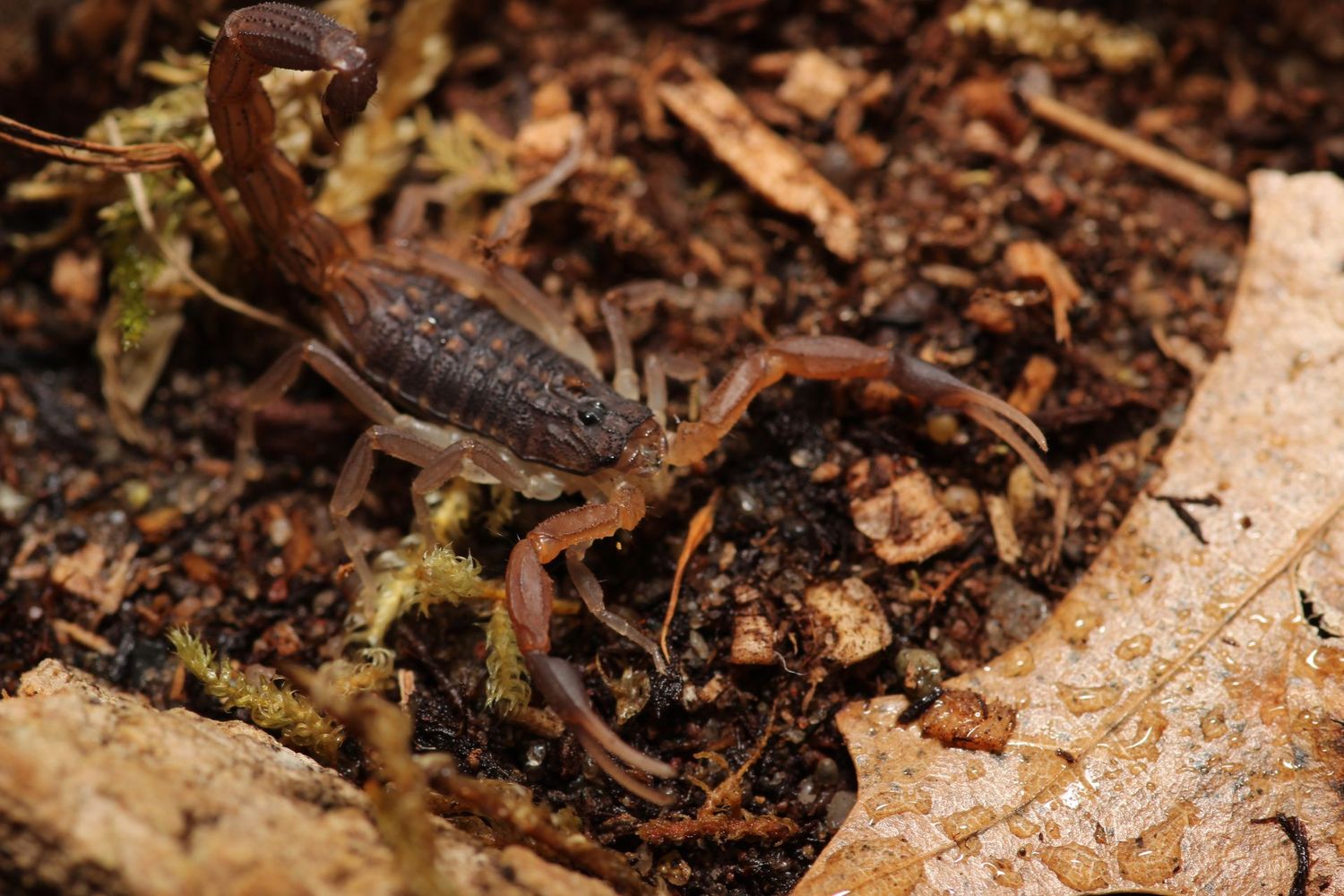 Hottentotta hottentotta 2-3i Congo alligator back scorpion